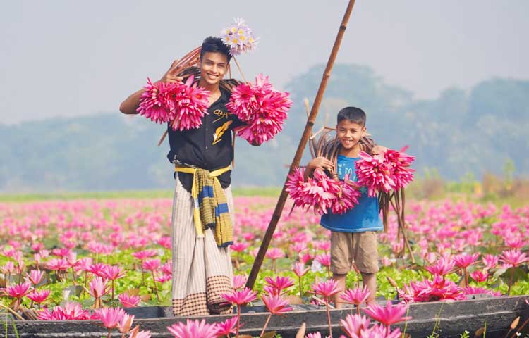 লাল শাপলা