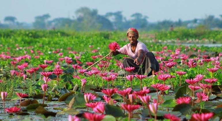 লাল শাপলা
