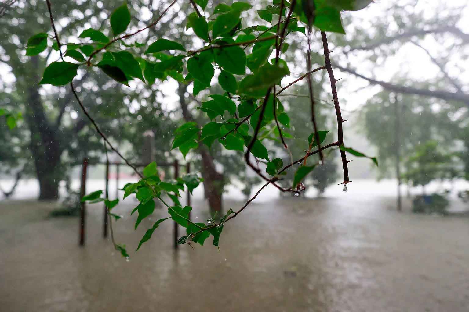 বৃষ্টিতে ভিজে, পানিতে ডুবে বর্ষায় ভিন্নরূপ নিয়েছে ধানমন্ডি লেক এলাকা