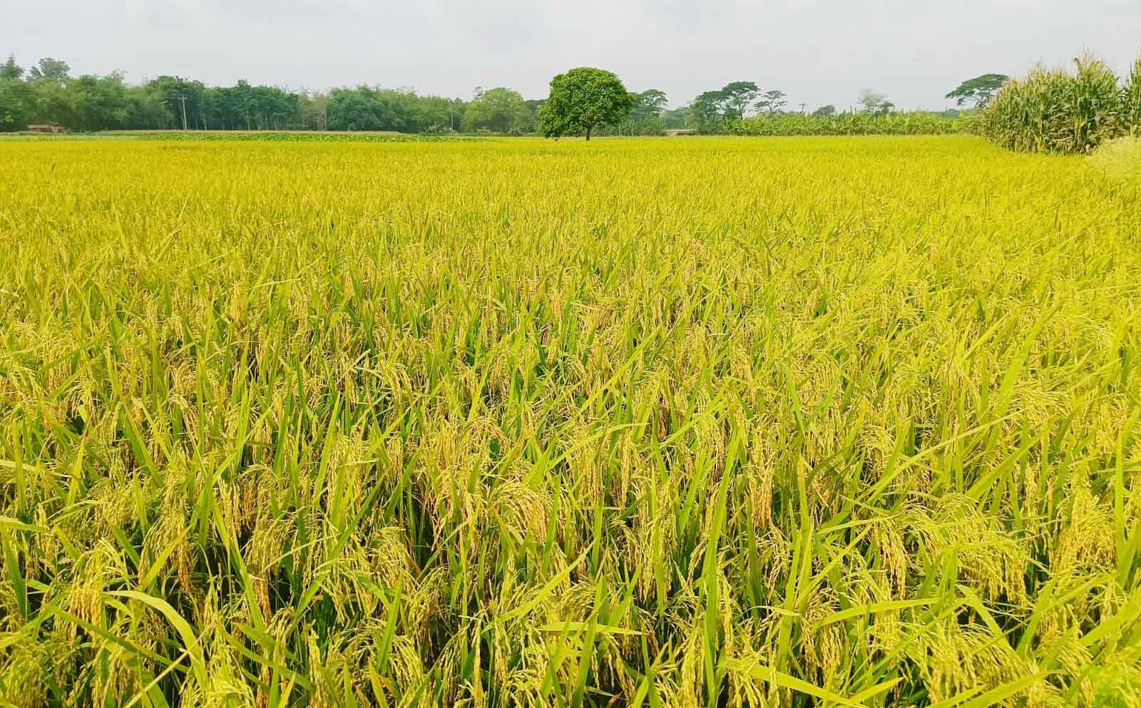 পুরোদমে শুরু হয়েছে বোরো ধানকাটার মহোৎসব
