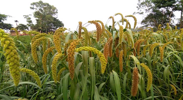 বীরগঞ্জে বিলুপ্ত প্রায় কাউন এখন শখের চাষ