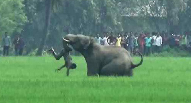 বন্য হাতির আক্রমণে ২ কিশোর নিহত