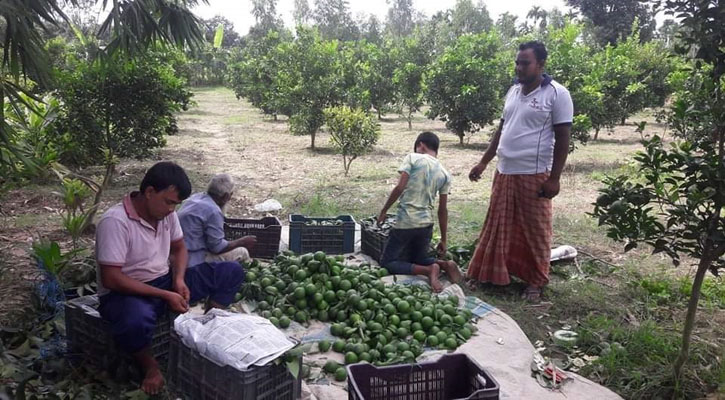 রাণীশংকৈলে  মাল্টার আবাদে স্বাবলম্বী কৃষকেরা