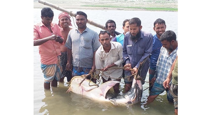 জেলের হাতে প্রায় ৩ মণ ওজনের একটি মাছ!