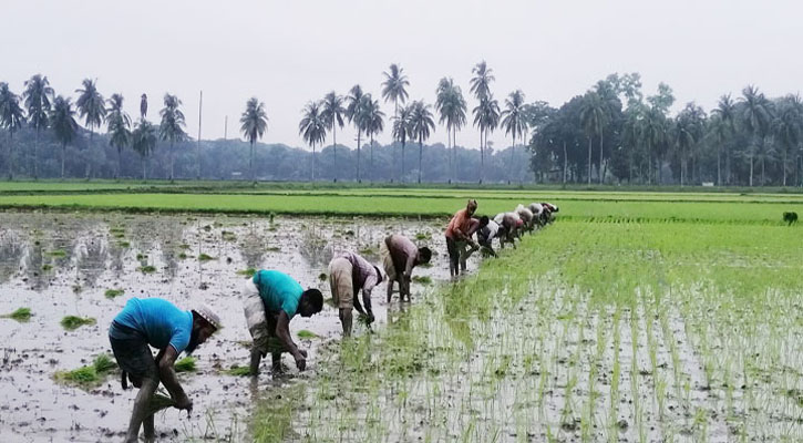 লক্ষ্যমাত্রার চেয়ে বেশি আমন আবাদ, সারের দাম বৃদ্ধিতে শঙ্কিত চাষিরা