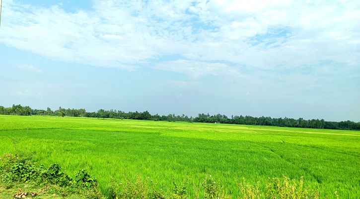 বিরামপুরে মাঠে মাঠে সবুজ শীষে দুলছে কৃষকের স্বপ্ন ও কৃষকের হাঁসি