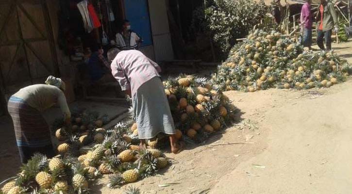 রাঙ্গামাটিতে ‘হানিকুইন, জাত আনারসের বাম্পার ফলন