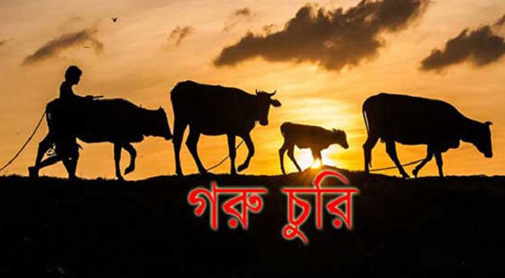 জুড়ীতে একরাতে ৪ টি গরু চুরি