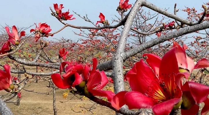 হারিয়ে যাচ্ছে প্রাকৃতিক সৌন্দর্য শিমুল গাছ