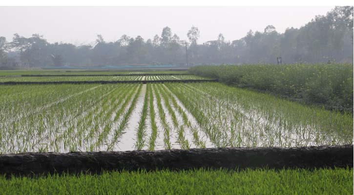 নালিতাবাড়ীতে বোরো আবাদে বাম্পার ফলনের আশা