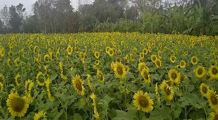 সুর্যমুখী চাষে ঝুঁকছেন গোপালগঞ্জের কৃষকেরা