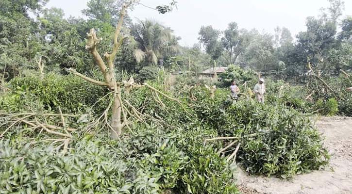 পাঁচবিবিতে গাছের সঙ্গে শত্রুতা 