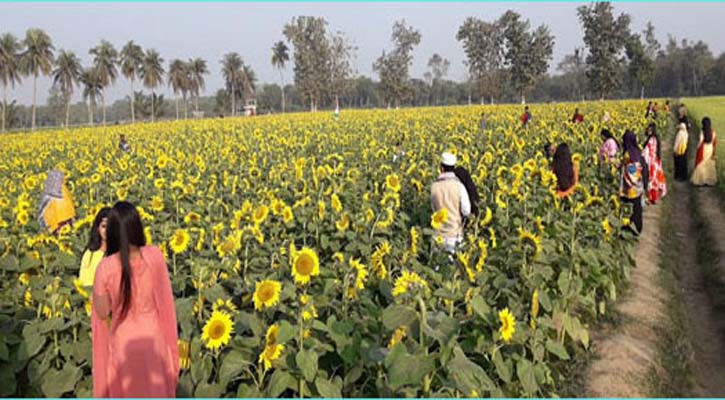 সূর্যমুখির হাসি দেখতে উপচে পড়া ভিড় 