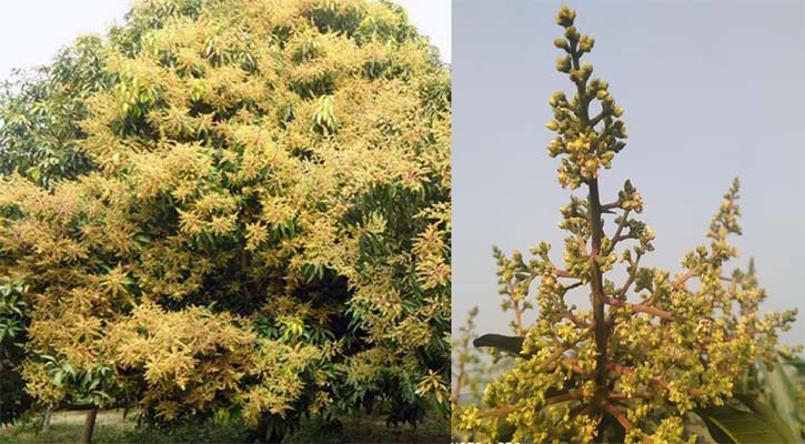 পত্নীতলায় আমের মুকুলের মৌ মৌ গন্ধে মুখরিত