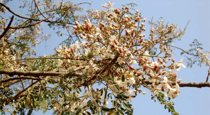 বর্ণিল সাজে সেজেছে আত্রাইয়ের সজিনা গাছগুলো