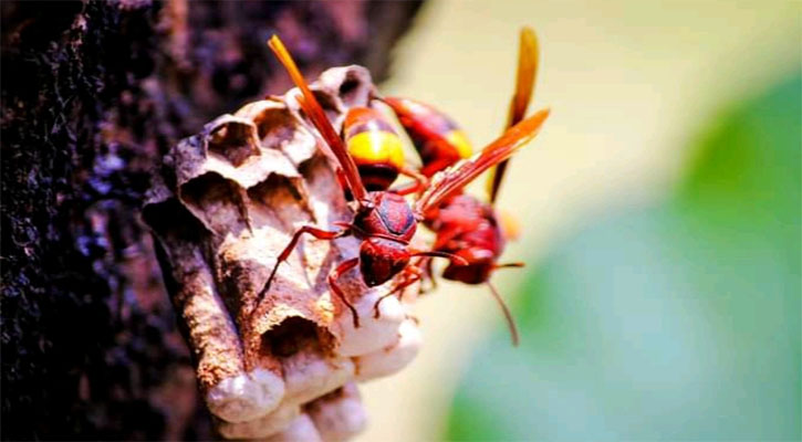 সখীপুরে ভিমরুলের কামড়ে ২শিশুর মৃত্যু