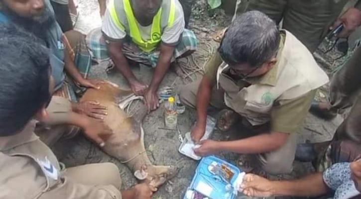 সুন্দরবনে বাঘের আক্রমনের শিকার হয়ে জনবসতি এলাকায় মায়াবি হরিণ