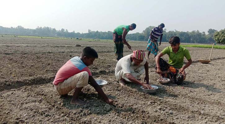 আত্রাইয়ে ২৮ হাজার ৩শত ৬৫ হেক্টর জমিতে লক্ষ্যমাত্রা নির্ধারণ