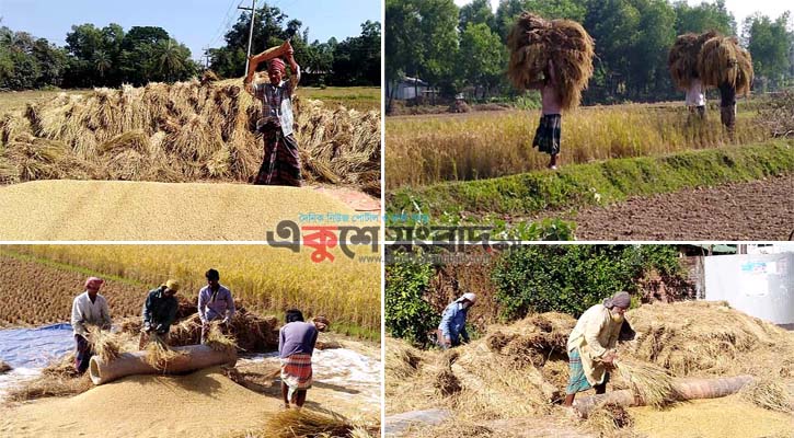 দামে-ফলনে রঙিন হয়ে উঠেছে প্রান্তিক কৃষকের স্বপ্ন