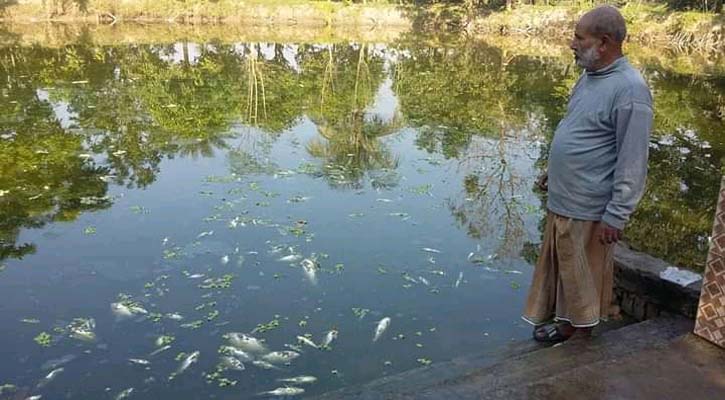 লালপুরে দফায় দফায় পুকুরে বিষ দিয়ে আড়াই লাখ টাকার মাছ নিধন