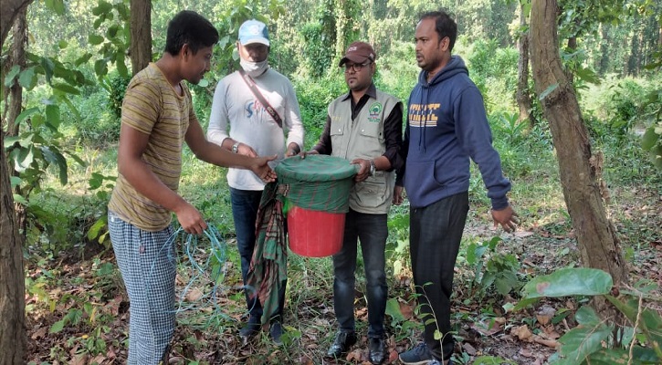 বঙ্গবন্ধু সাফারী পার্কে ১১ তক্ষক অবমুক্ত