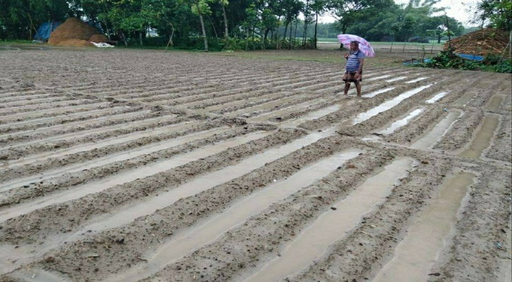 রাণীশংকৈলে আমন ও রবি ফসলের ক্ষতি 