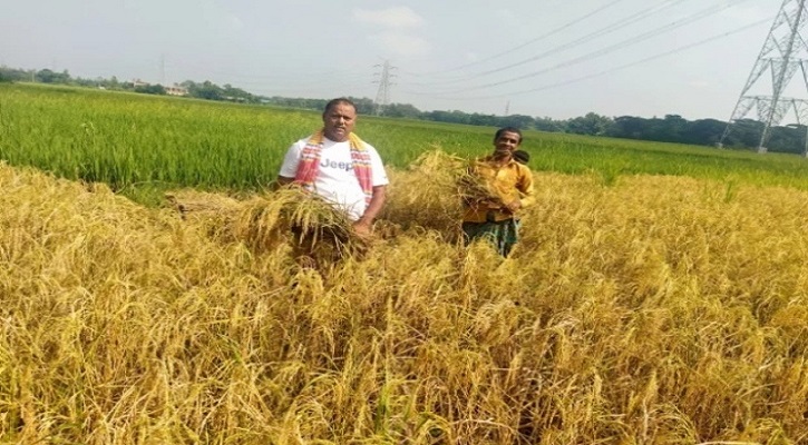 ভালুকায় আমনের ফলনে কৃষক খুশি শঙ্কায় দামে