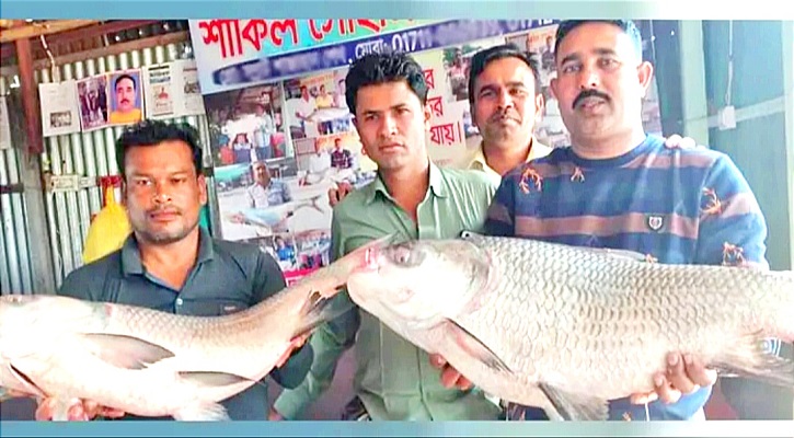 দুই কাতলের দাম ৪৩ হাজার!