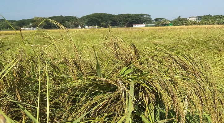 নান্দাইলে জামাই মুখের ধান তুলশীমালা