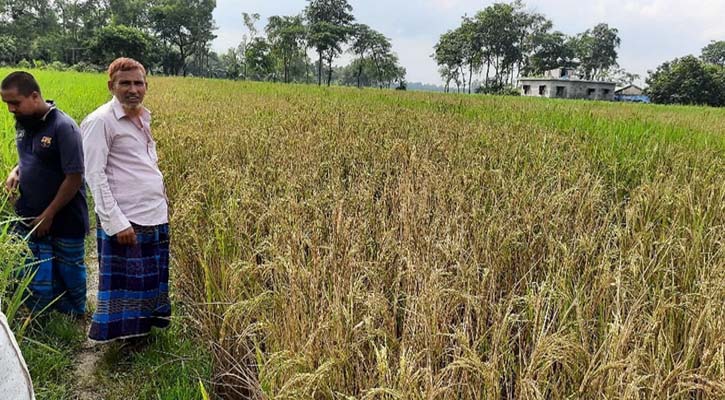 পত্মীতলায় কলাপাকা শান্তি সংঘের উদ্যোগে তালবীজ রোপন