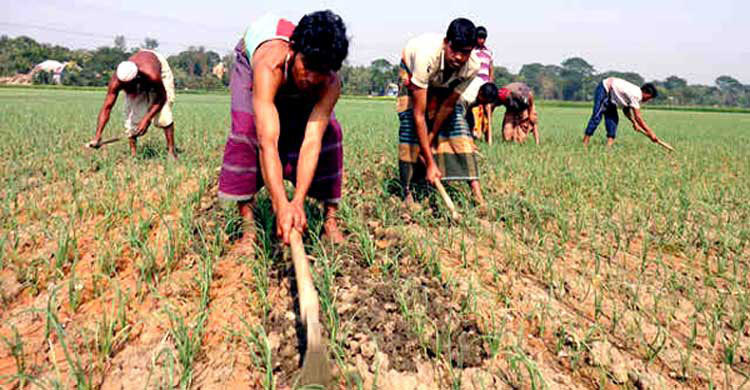 চাষীর ব্যস্ততা বেড়েছে পেঁয়াজ চাষে     