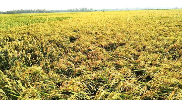 জগন্নাথপুরে ধানের বাম্পার ফলন : কৃষকের মুখে হাসি