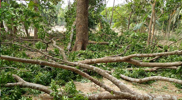 লালপুরে বিদ্যালয়ের গাছ কর্তনের অভিযোগ