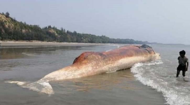 সমুদ্র সৈকতে আবারও ভেসে উঠল মৃত তিমি