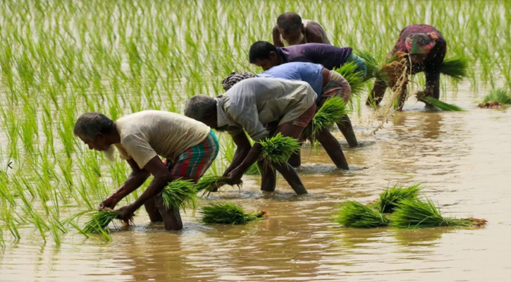 নরসিংদীতে আমন ধান রোপণে ব্যস্ত কৃষকেরা