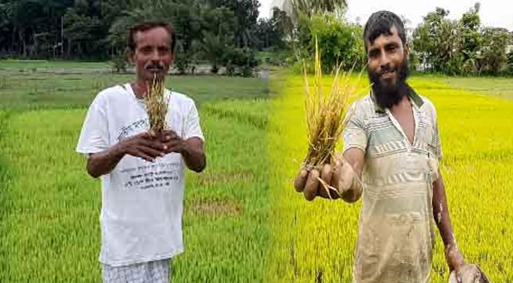 ধানের বীজতলায় পঁচন শ্রীপুরে শঙ্কিত চাষীরা