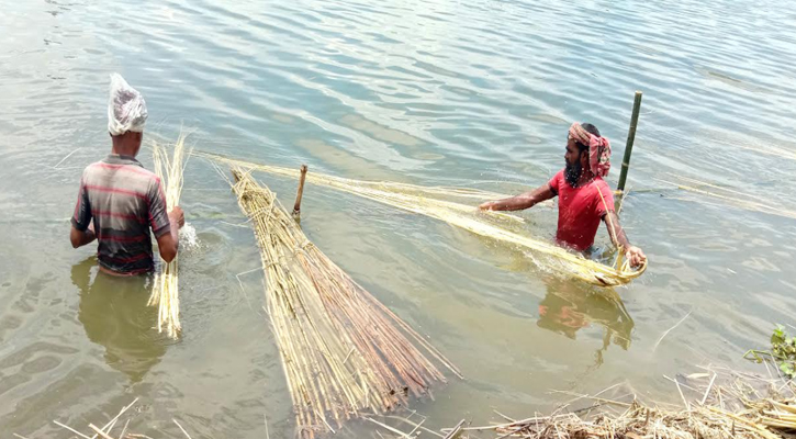 আত্রাইয়ে সোনালী আঁশ সংগ্রহে ব্যস্ত কৃ্ষকেরা