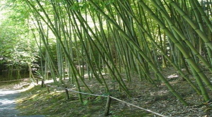 আধুনিকতার আড়ালে হারিয়ে যাচ্ছে বাঁশঝাড় 