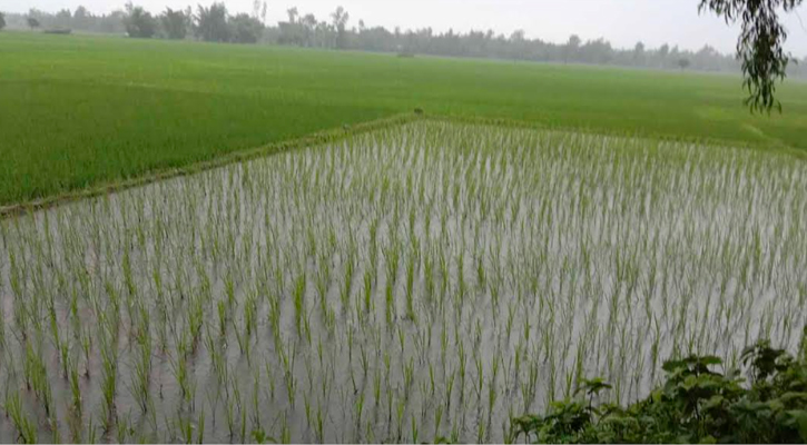 বোদায় হঠাৎ বৃষ্টিতে কৃষকের মনে স্বস্তি