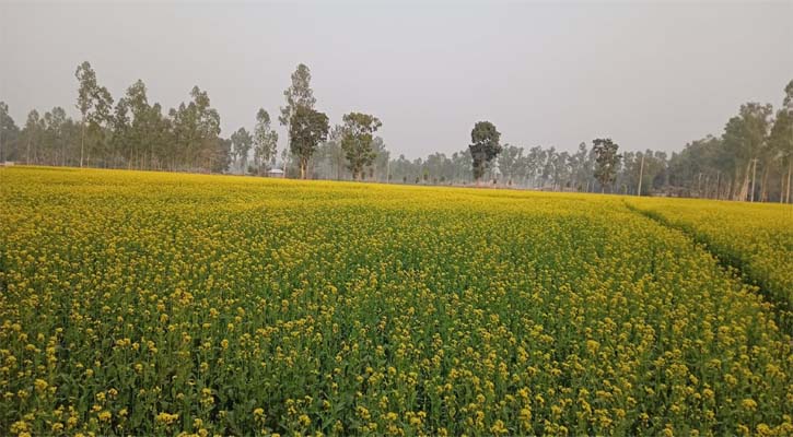 বোদায় সরিষা চাষ বৃদ্ধি পেয়েছে, বাম্পার ফলনের সম্ভাবনা