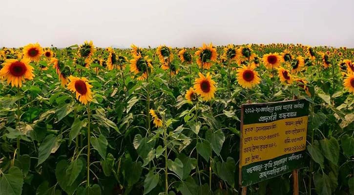 ব্রাহ্মণবাড়িয়ার সূর্যমুখী ফুল আন্তর্জাতিক গণমাধ্যমে