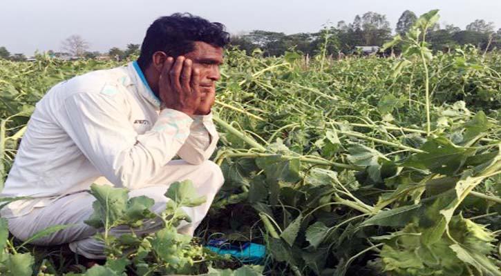 কাল বৈশাখি ঝড়ে লন্ডভন্ড  সূর্যমুখী বাগান