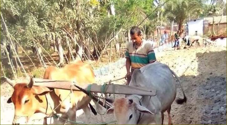 নড়াইলে হারিয়ে যাচ্ছে গ্রাম বাংলার ঐতিহ্য লাঙল দিয়ে হালচাষ