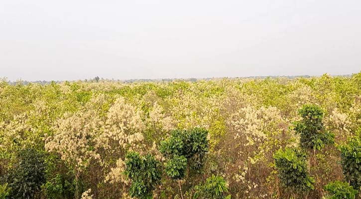 সবুজ পত্র পল্লব আর সাদা ফুলে ঢাকা পড়েছে ভাওয়ালের শালবন