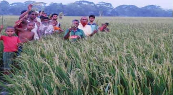 ঈশ্বরগঞ্জে কৃষকের ধান ক্ষেতে সাদাশীষ হতাশায় কৃষকরা