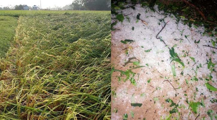 বৈশাখী ঝড় আর শিলাবৃষ্টিতে লণ্ডভণ্ড কৃষকের স্বপ্ন