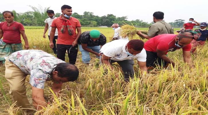 কমলগঞ্জে জমির পাঁকা ধান কেটে কৃষকের ঘরে তুলে দিল যুবলীগ নেতাকর্মীরা