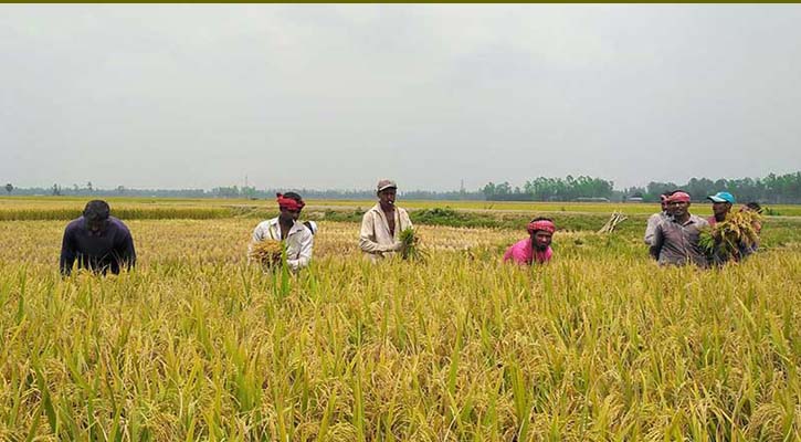 বোরো ধানের বাম্পার ফলন ঘোড়াঘাটে