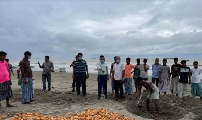 নষ্ট মাল্টাগুলো মাটির নিচে পুঁতে ফেলা হলো