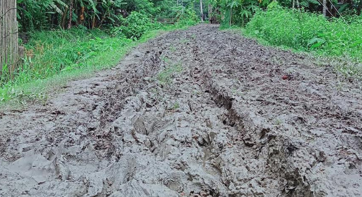 বানারীপাড়ায় রাস্তা নয়, যেন ধান চাষের জমি 